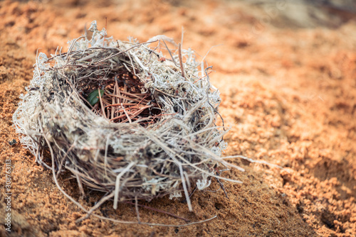 Sparrowed nest made by birds from grass, branches and pine needles on red sand in forest.