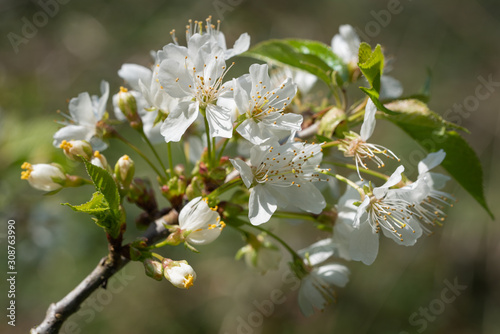 Obraz na plátně Sweet cherry, Prunus avium