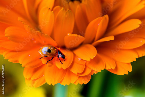 Image of a ladybug.