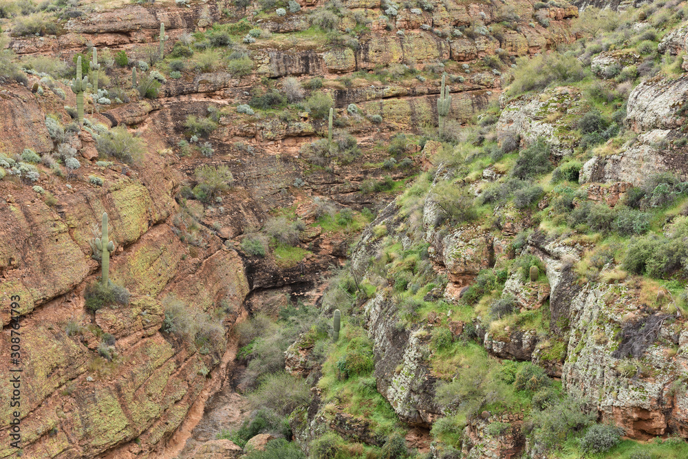 Obraz premium Spring landscape of an arroyo along the Apace Trail, Tonto National Forest, Arizona, USA 