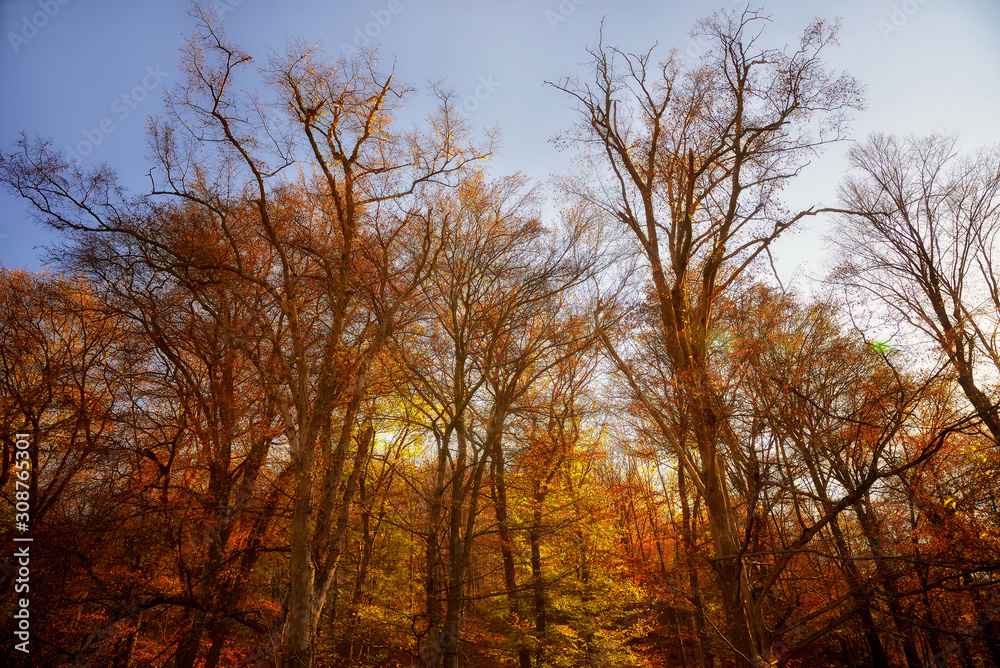 Beautiful warm autumn scenery in the forest 