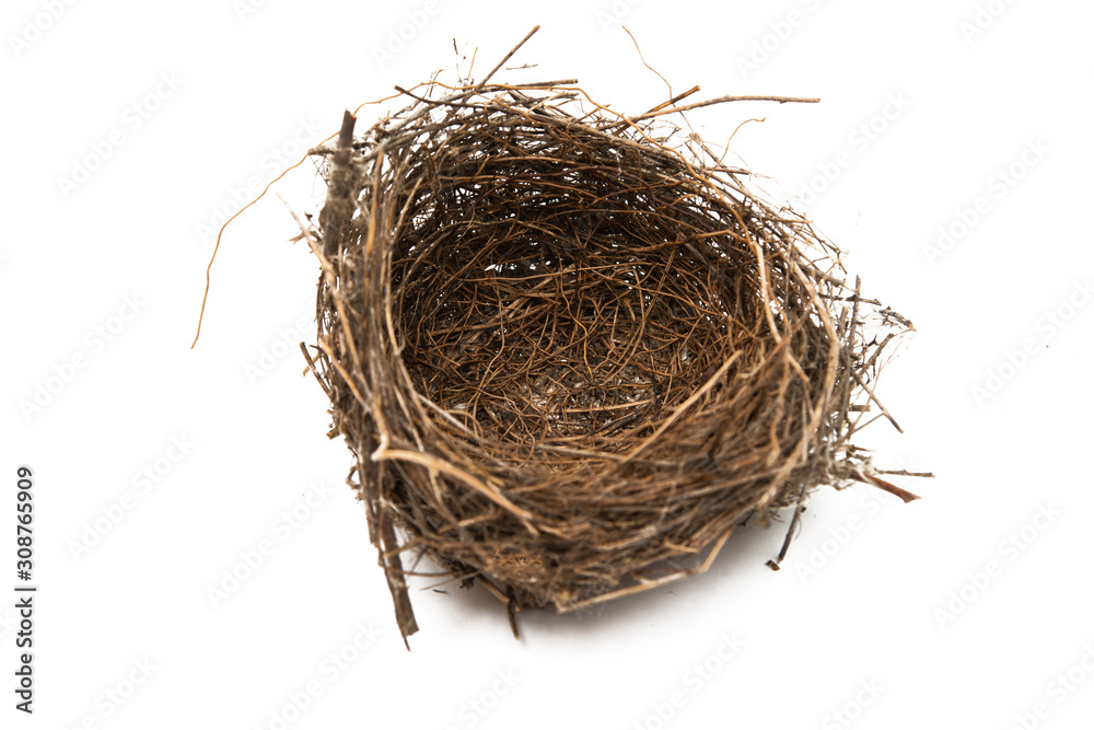 Obraz premium bird nest isolated