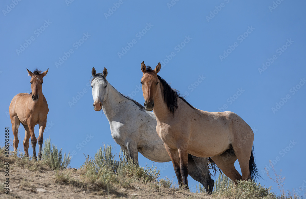 Obraz premium Sand Wash Basin Colorado Wild Horses in Summer