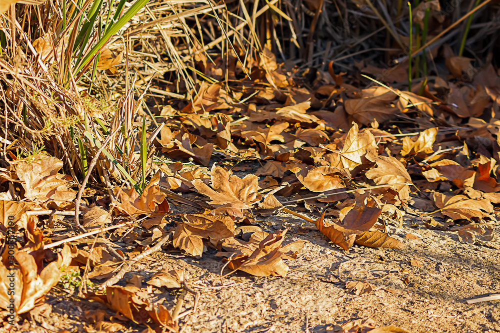 pile of fallen autumn brown dry sycamore leaves pile of fallen autumn brown dry sycamore leaves