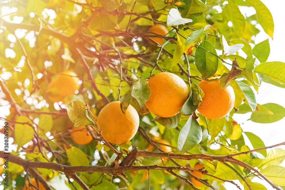 Brunch with ripe oranges on the tree
