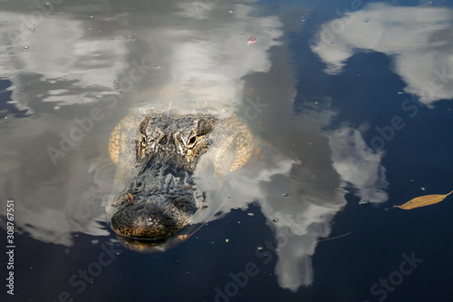 ein Alligator schwimmt in den Everglades Kalifornien photo