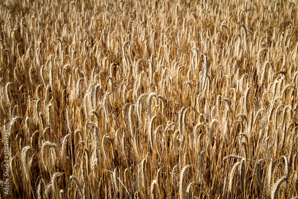 Getreide, Weizen Feld mit reifen Ähren bereit zur Ernte Getreide, Weizen Feld mit reifen Ähren bereit zur Ernte