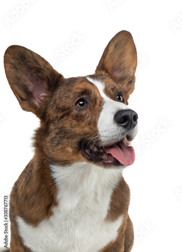 Portrait of a dog on a white background. Smiling Corgi. Pet in the studio. For design