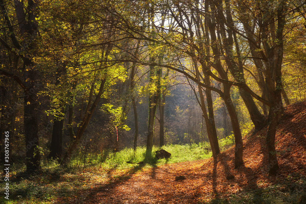 Footpath through forest in autumn with warm sunlight