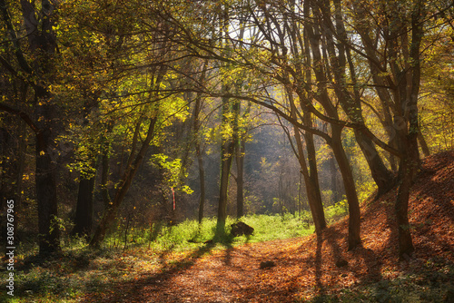 Footpath through forest in autumn with warm sunlight