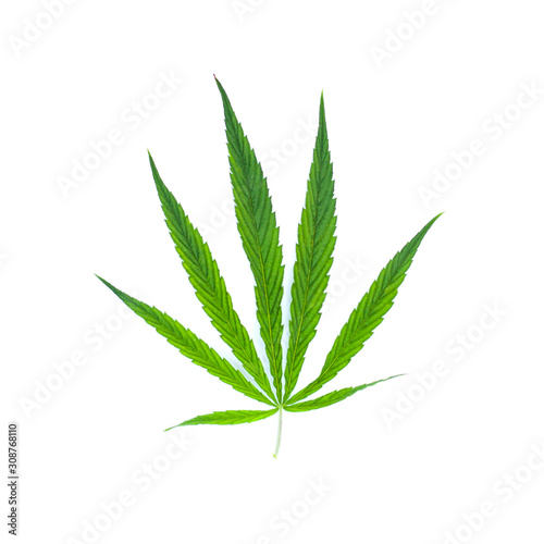 Green leaf marijuana on white. Herb object