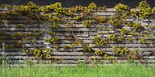 Aged wooden garden fence that weaves a climbing plant with ivy and overgrows with grass
