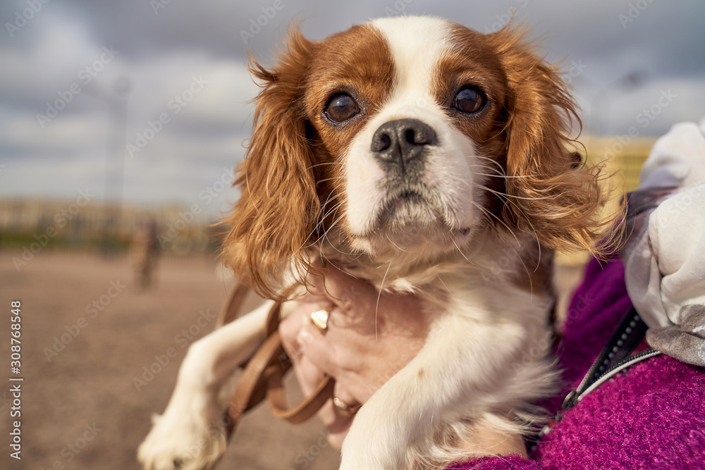 Spotted red Spaniel with long curly ears sits on the hands of the owner and looks curiously at the camera. Close-up portrait of dogs muzzle. Walking pet in autumn. Horizontal shot of animal Spotted red Spaniel with long curly ears sits on the hands of the owner and looks curiously at the camera. Close-up portrait of dogs muzzle. Walking pet in autumn. Horizontal shot of animal