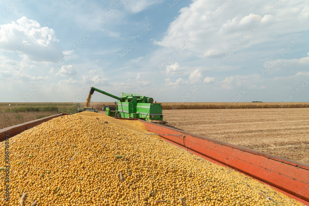 Obraz premium Harvesting of soybean