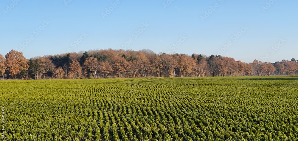 rural landscape with wheat field and blue sky