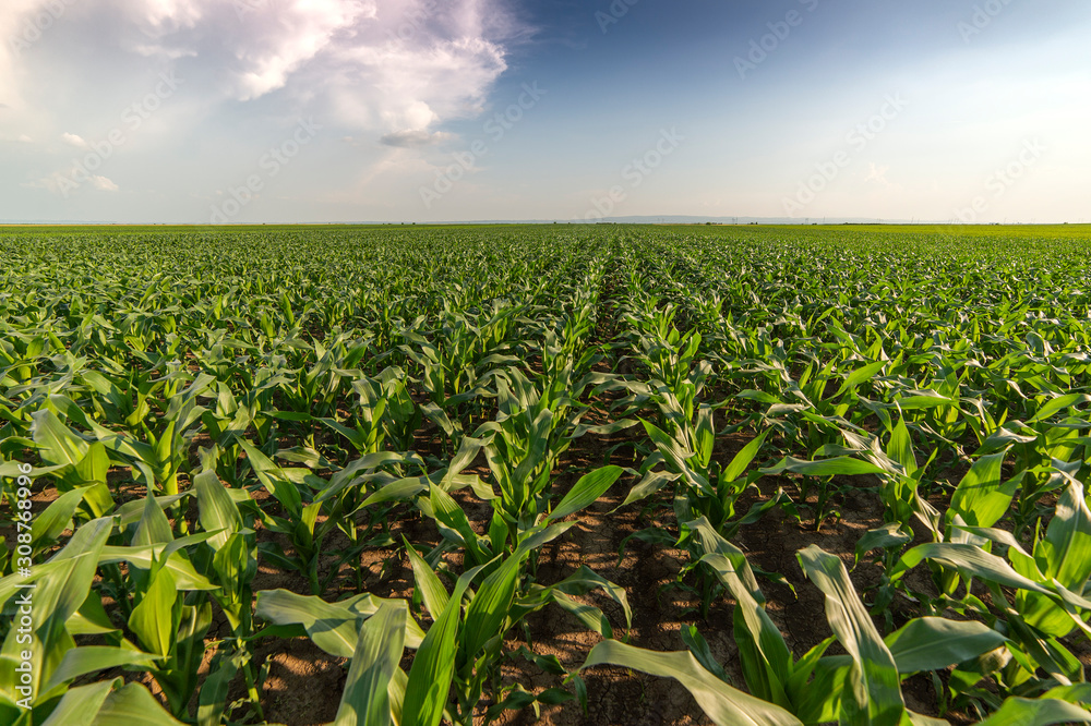 Young green corn on stalk in fields Young green corn on stalk in fields