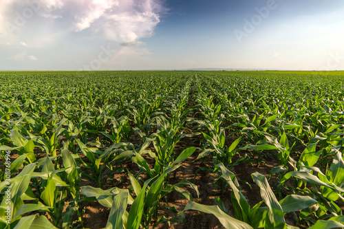 Young green corn on stalk in fields