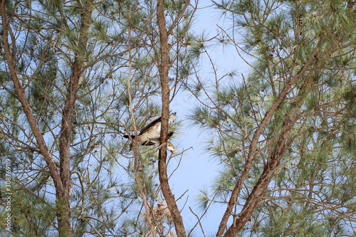 ein Fisch Adler sitzt auf einem Baum mit einem gefangenen Fisch
