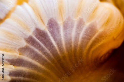 Close up of the texture and pattern of a sea anemone