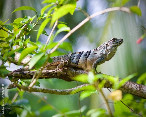 Iguana sunbathing on Hibiscus