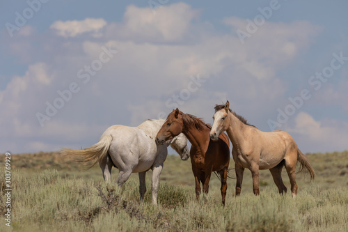 Sand Wash Basin Colorado Wild Horses in Summer © natureguy