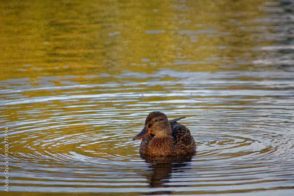 Duck floats on the pond