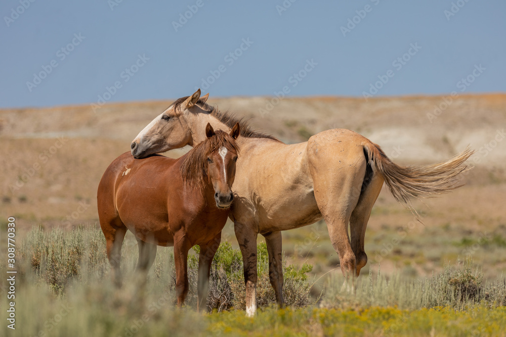 Fototapeta premium Sand Wash Basin Colorado Wild Horses in Summer