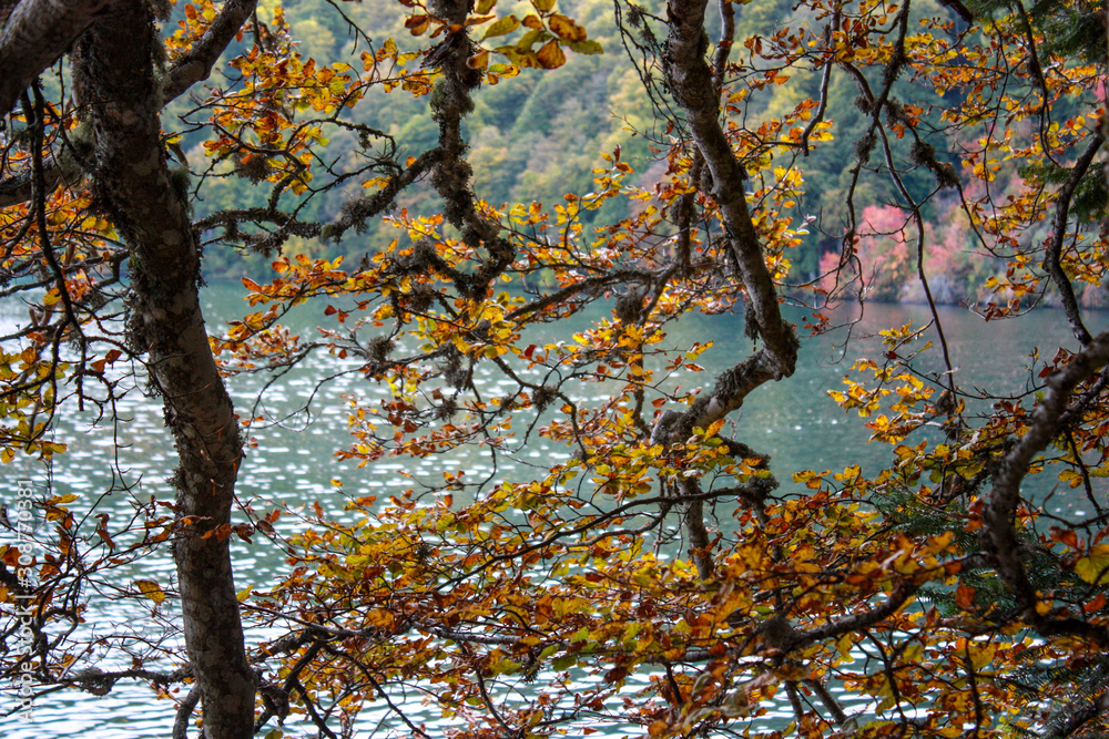 Arbres d'automne au lac Pavin, Auvergne, France Arbres d'automne au lac Pavin, Auvergne, France
