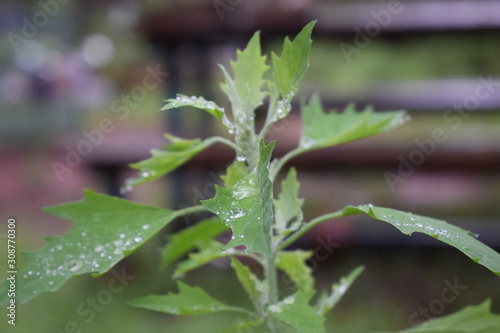 edible weed commonly known as goosefoot or lamb s quarters