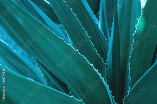 closeup agave cactus, abstract natural background and textures