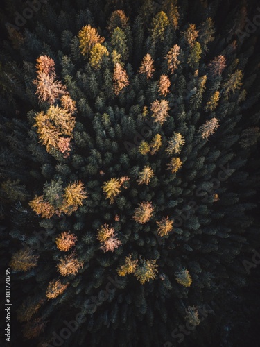 Green and yellow trees from above. Top down view,autumn season.