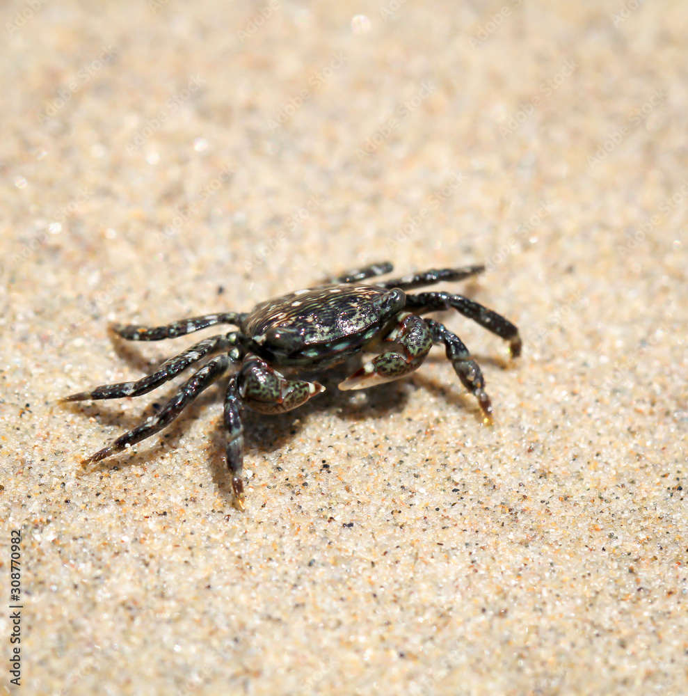 eine kleine Krabbe am Strand am pazifischen Ozean