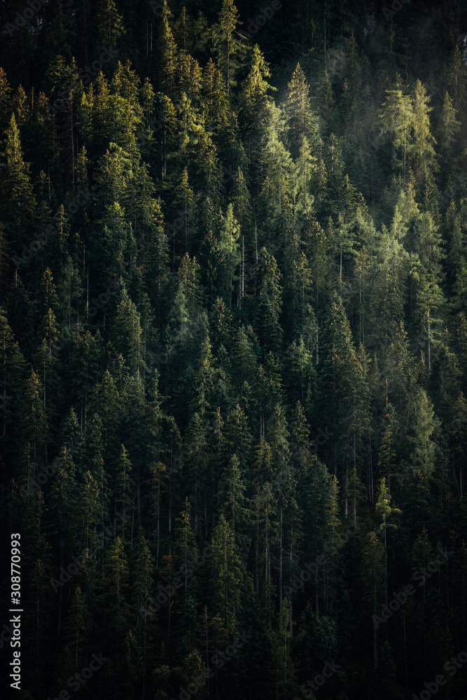 moody background of evergreen pine forest trees. 