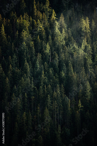 moody background of evergreen pine forest trees. 