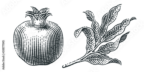 Pomegranate and pomegranate tree  branch. Hand drawn engraving style illustrations.