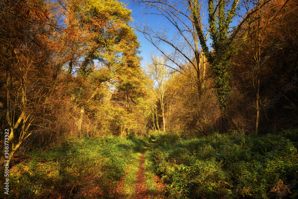 Footpath through forest in autumn with warm sunlight Footpath through forest in autumn with warm sunlight