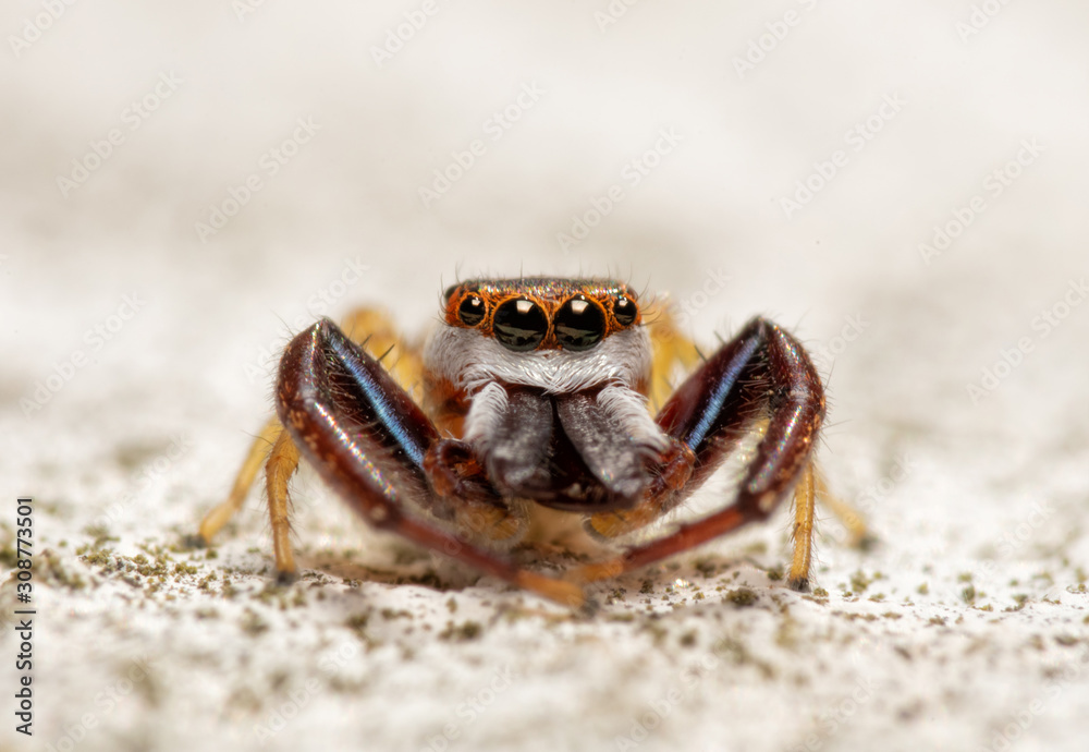 Beautiful male Hentz Jumper; Hentzia palmarum; with his orange and white face; on a white fence post Beautiful male Hentz Jumper; Hentzia palmarum; with his orange and white face; on a white fence post