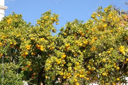Fresh oranges on tree
