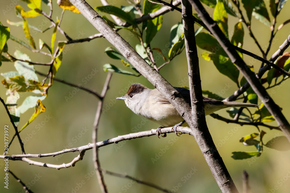 Naklejka premium Eurasian blackcap sylvia atricapilla female sitting on branch of tree. Cute common forest songbird in wildlife.