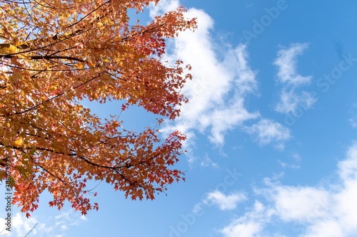 Red leaves and sky view