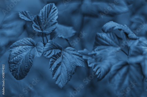 Shrub leaves in classic blue color.