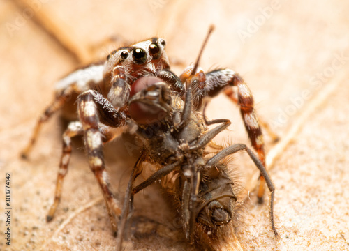 Male Pelegrina proterva, Common White-Cheeked jumping spider devouring a fly as big as he is © pimmimemom