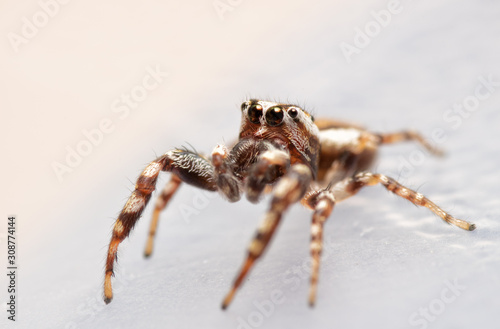 Three-quarter frontal view of a male Pelegrina proterva, Common White-Cheeked jumping spider looking up