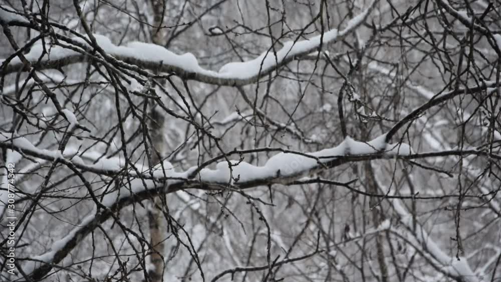 Snowfall in birch and aspen forest. Snow falls in large flakes. Beautiful snowfall on the background of trees. Snowfall in birch and aspen forest. Snow falls in large flakes. Beautiful snowfall on the background of trees.