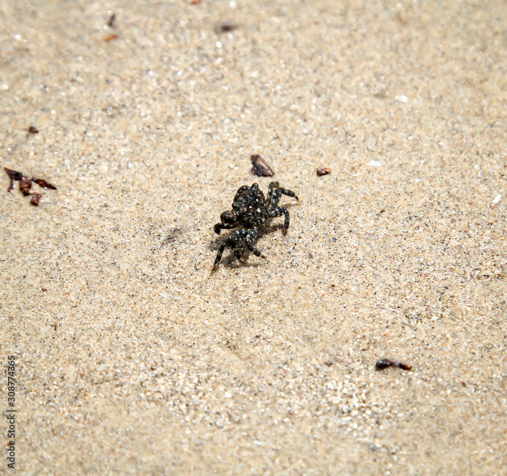 eine kleine Krabbe am Strand am pazifischen Ozean eine kleine Krabbe am Strand am pazifischen Ozean