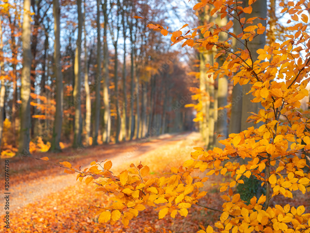 dirt road in autumnal forest near utrecht in holland