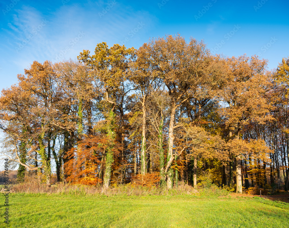 Obraz premium fall forest and green grass under blue sky in holland near utrecht
