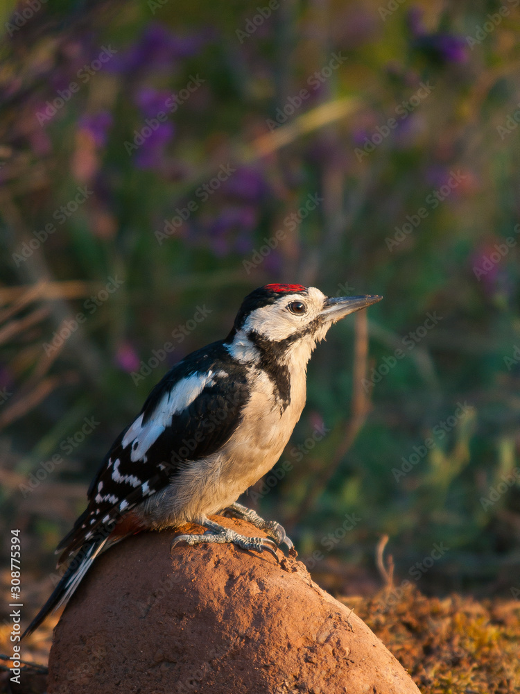 Obraz premium Pico pica`pinos