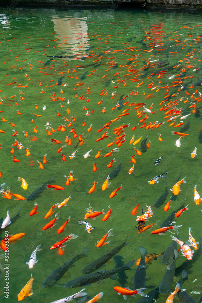 Vertical photo of fancy carp fish swimming in the pond