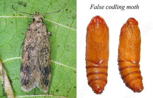False Codling Moth (Thaumatotibia leucotreta) is the dangerous pest of citrus trees in Africa. Development stages. Adult moth and pupa  photo